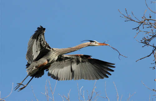 barnwellheronflight
