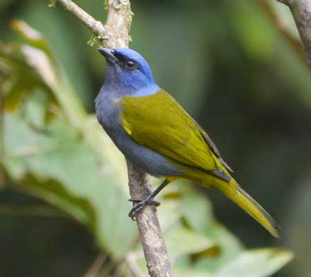 A blue-capped tanager. Courtesy photo. bluecappedtanager