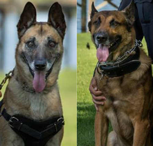 cpd9k9smaxdex