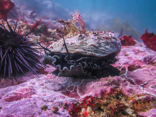 purpleurchins