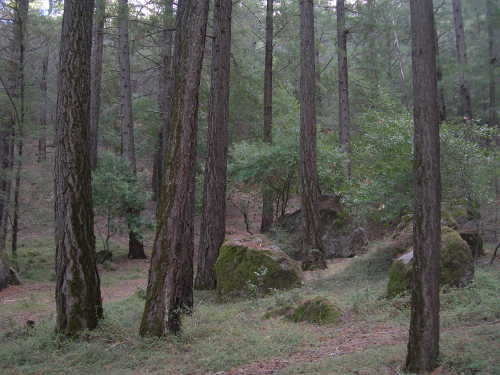 scavoneblackforesttrees