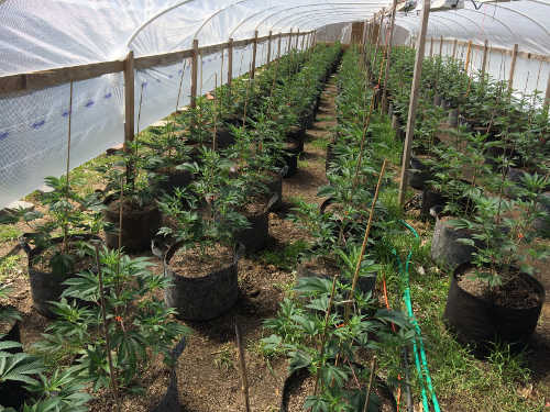 041417pelayopotplants