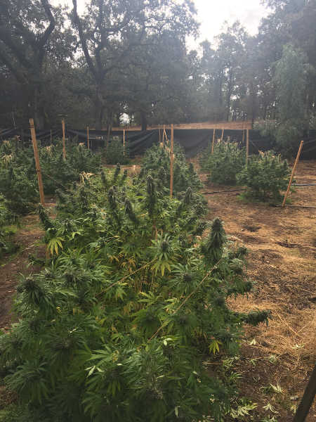 101416lpdmjgrow