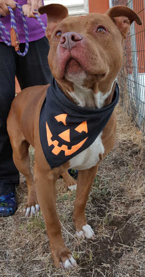This male pit bull terrier mix is in kennel No. 10, ID No. 6287. Photo courtesy of Lake County Animal Care and Control. 10brownpit
