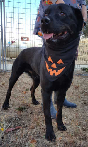 “Perchuan” is a male Rottweiler mix in kennel No. 11, ID No. 3557. Photo courtesy of Lake County Animal Care and Control. 11perchuanrottweiler