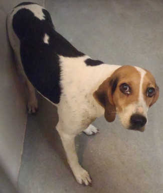 This female hound is in kennel No. 11, ID No. 5616. Photo courtesy of Lake County Animal Care and Control. 11tricolorhound