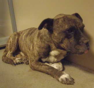 This male pit bull terrier is in kennel No. 13, ID No. 5619. Photo courtesy of Lake County Animal Care and Control. 13graymalepit