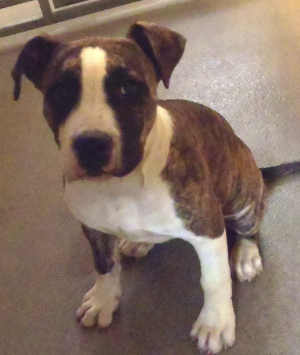 This female pit bull terrier puppy is in kennel No. 14, ID No. 5612. Photo courtesy of Lake County Animal Care and Control. 14pitbullpup