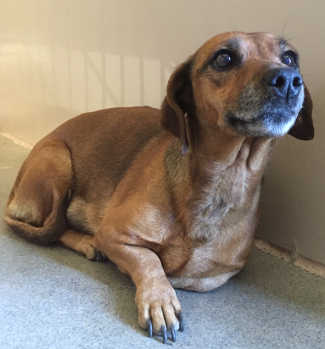 This senior female dachshund mix is in kennel No. 17, ID No. 5399. Photo courtesy of Lake County Animal Care and Control. 17seniordachshund