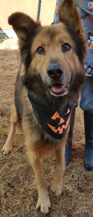 This male shepherd mix is in kennel No. 18, ID No. 6266. Photo courtesy of Lake County Animal Care and Control. 18prettymaleshepherd