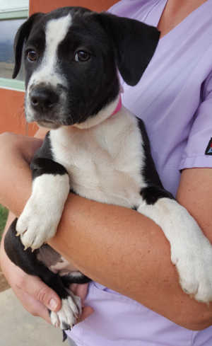 This female terrier-pointer mix pup is in kennel No. 19e, ID No. 6306. Photo courtesy of Lake County Animal Care and Control. 193pointerpup