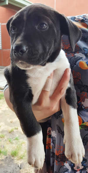 This male terrier-pointer mix pup is in kennel No. 19a, ID No. 6302. Photo courtesy of Lake County Animal Care and Control. 19apointerpup