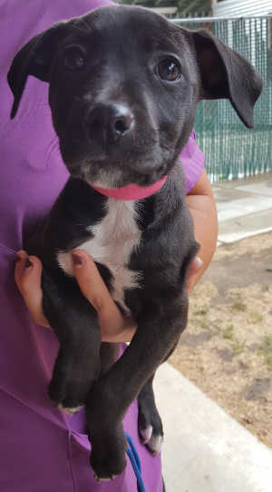 This female terrier-pointer mix pup is in kennel No. 19b, ID No. 6303. Photo courtesy of Lake County Animal Care and Control. 19bpointerpup