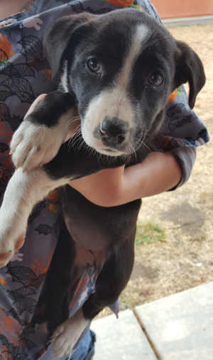 This female terrier-pointer mix pup is in kennel No. 19c, ID No. 6304. Photo courtesy of Lake County Animal Care and Control. 19cpointerpup