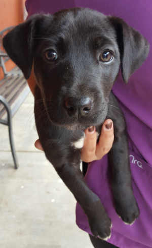 This female terrier-pointer mix pup is in kennel No. 19d, ID No. 6305. Photo courtesy of Lake County Animal Care and Control. 19dpointerpup