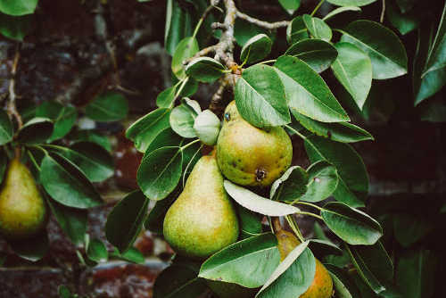 2016octoberharvestpears