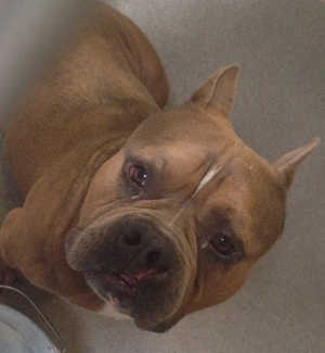 This male pit bull terrier mix is in kennel No. 22, ID No. 5601. Photo courtesy of Lake County Animal Care and Control. 22brownfawnpit