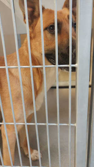 This male German Shepherd mix is in kennel No. 22, ID No. 6278. Photo courtesy of Lake County Animal Care and Control. 22shepherdmix