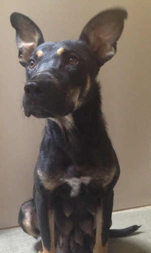 “Shelby” is a female shepherd mix in kennel No. 23, ID No. 5602. Photo courtesy of Lake County Animal Care and Control. 23shelbyshepherd