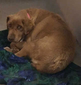 This female senior Labrador Retriever mix is in kennel No. 28, ID No. 6246. Photo courtesy of Lake County Animal Care and Control. 28seniorlabgirl