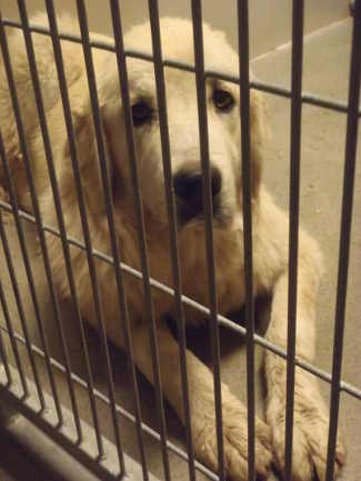 This female Great Pyrenees is in kennel No. 29, ID No. 5614. Photo courtesy of Lake County Animal Care and Control. 29femalegreatpyrenees