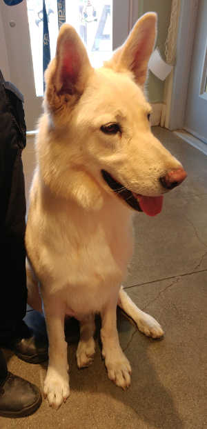 “Kilo” is a male German Shepherd in kennel No. 31, ID No. 6252. Photo courtesy of Lake County Animal Care and Control. 31whitemalegsd