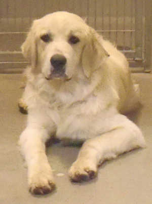 This female Great Pyrenees is in kennel No. 33, ID No. 5613. Photo courtesy of Lake County Animal Care and Control. 33greatpyrenees