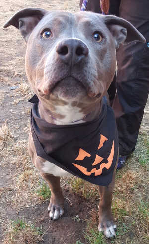 This male pit bull terrier mix is in kennel No. 3, ID No. 6224. Photo courtesy of Lake County Animal Care and Control. 3graymalepit