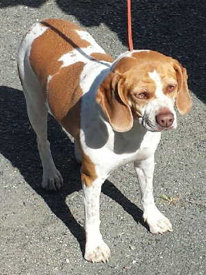 “Lucy” is a beagle in kennel No. 18, ID No. 4743. Photo courtesy of Lake County Animal Care and Control. 4743beagle