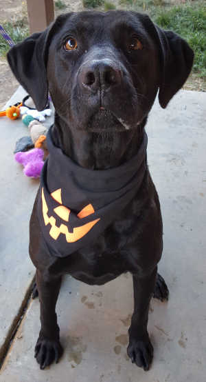 This female Labrador Retriever is in kennel No. 12, ID No. 6235. Photo courtesy of Lake County Animal Care and Control. 5femaleblacklab