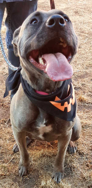 This female pit bull terrier mix is in kennel No. 5, ID No. 6245. Photo courtesy of Lake County Animal Care and Control. 5sablepit