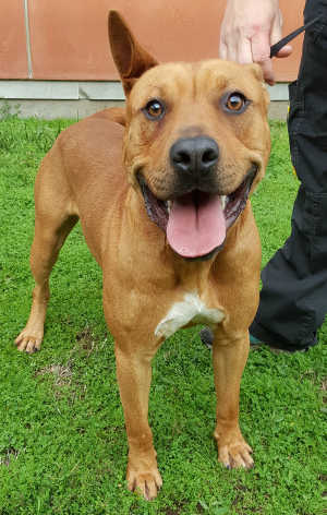 This male pit bull terrier mix is in kennel No. 6, ID No. 6401. Photo courtesy of Lake County Animal Care and Control. 6401pitbull