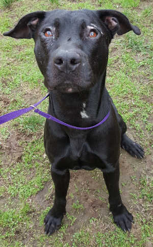 This male Labrador Retriever mix is in kennel No. 28, ID No. 6415. Photo courtesy of Lake County Animal Care and Control. 6415blacklab