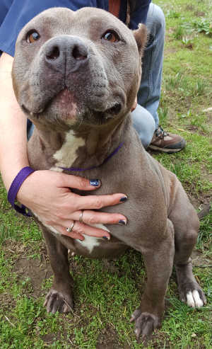 “Kali” is a female pit bull terrier mix in kennel No. 27, ID No. 6424. Photo courtesy of Lake County Animal Care and Control. 6424kalithedog