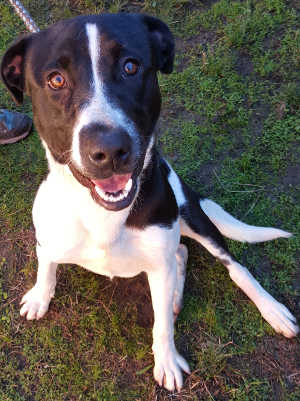 This male Labrador Retriever-border collie mix is in kennel No. 26, ID No. 6438. Photo courtesy of Lake County Animal Care and Control. 6438labbordercollie