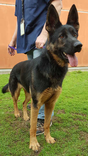 This female German Shepherd is in kennel No. 23, ID No. 6442. Photo courtesy of Lake County Animal Care and Control. 6442gsdfemale