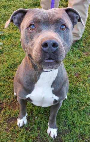 “Nevaeh” is a female pit bull terrier mix in kennel No. 29, ID No. 6450. Photo courtesy of Lake County Animal Care and Control. 6450naveah