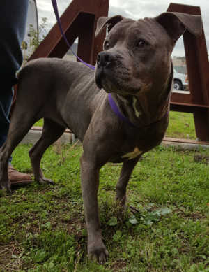 This female pit bull terrier is in kennel No. 20, ID No. 6451. Photo courtesy of Lake County Animal Care and Control. 6451pitbull