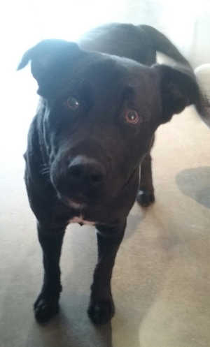 This male Labrador Retriever is in kennel No. 15, ID No. 6463. Photo courtesy of Lake County Animal Care and Control. 6463labmix