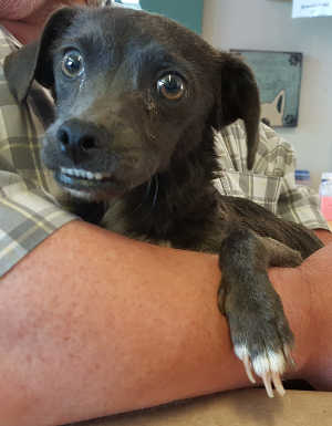 “Gravy” is a male wirehaired terrier-Chihuahua mix in kennel No. 2, ID No. 6470. Photo courtesy of Lake County Animal Care and Control. 6470gravydog