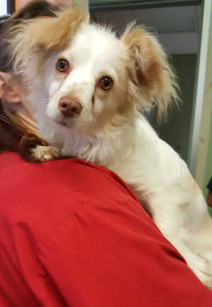 This male Chihuahua-dachshund mix is in kennel No. 2, ID no. 6519. Photo courtesy of Lake County Animal Care and Control. 6519chidachsie