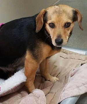 This female terrier-beagle mix is in kennel No. 3, ID No. 6523. Photo courtesy of Lake County Animal Care and Control. 6523terrierbeagle