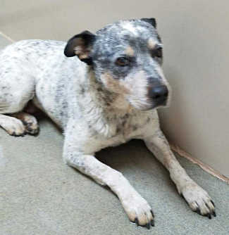 This female Australian Cattle Dog is in kennel No. 16, ID No. 6529. Photo courtesy of Lake County Animal Care and Control. 6529cattledog