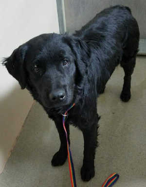 This male black retriever mix is in kennel No. 19, ID No. 6530. Photo courtesy of Lake County Animal Care and Control. 6530blackretriever
