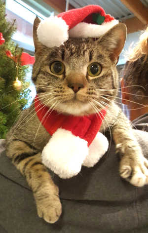 This male domestic short hair mix is in cat room kennel No. 103, ID No. 6563. Photo courtesy of Lake County Animal Care and Control. 6563santacat