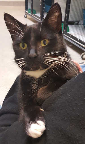 This female domestic short hair mix cat is in cat room kennel No. 9, ID No. 6565. Photo courtesy of Lake County Animal Care and Control. 6565cat