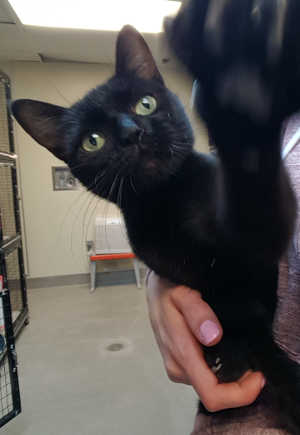 This female domestic short hair cat is in cat room kennel No. 15, ID No. 6592. Photo courtesy of Lake County Animal Care and Control. 6592blackcat