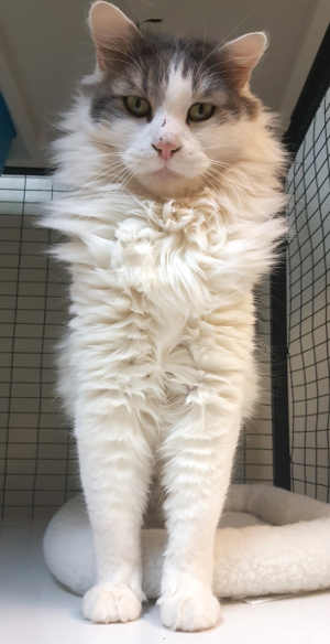 This male domestic long hair cat is in cat room kennel No. 66, ID No. 6610. Photo courtesy of Lake County Animal Care and Control. 6612cat