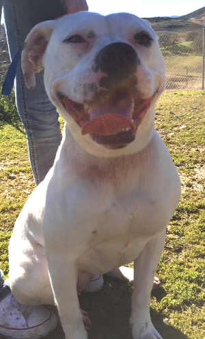 “Tina” is a female American Bulldog in kennel No. 32a, ID No. 6708. Photo courtesy of Lake County Animal Care and Control. 6708ambulldognew