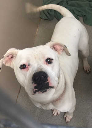 “Tina” is a female American Bulldog in kennel No. 32a, ID No. 6708. Photo courtesy of Lake County Animal Care and Control. 6708americanbulldog